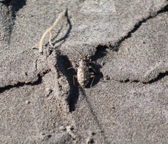 Cicindela trifasciata australis
