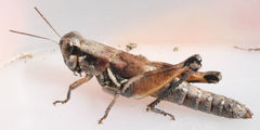 Melanoplus plebejus
