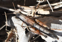 Melanoplus plebejus