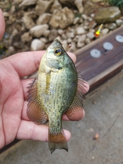 Centrarchus macropterus