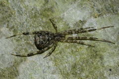 Episinus maculipes