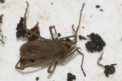 Trogulus nepaeformis
