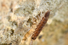 Chaetophiloscia sicula