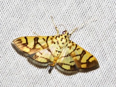 Pardomima distortana