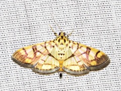 Pardomima distortana