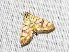 Pardomima distortana