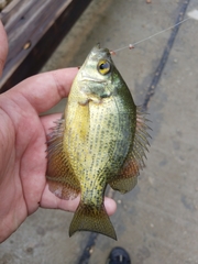 Centrarchus macropterus