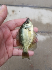 Centrarchus macropterus