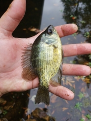 Centrarchus macropterus