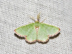 Allochrostes impunctata