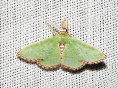 Allochrostes impunctata