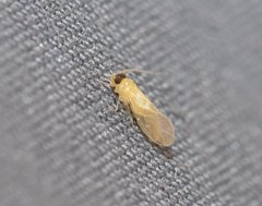 Valenzuela indicator