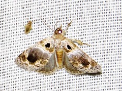 Protarache melaphora