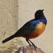 Hildebrandt's Starling - Photo (c) Jean-Paul Boerekamps, some rights reserved (CC BY-NC), uploaded by Jean-Paul Boerekamps