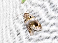 Protarache melaphora