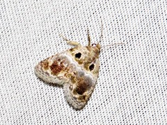 Protarache melaphora