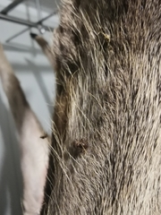 Lipoptena fortisetosa