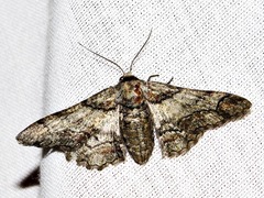 Omphalucha indeflexa