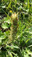 Pedicularis sibthorpii