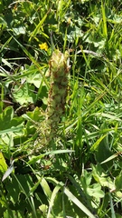 Pedicularis sibthorpii
