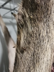 Lipoptena fortisetosa