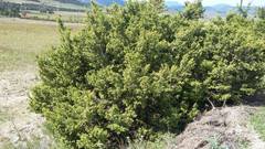 Juniperus angosturana