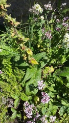 Verbascum spectabile