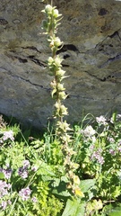 Verbascum spectabile