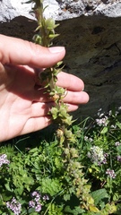 Verbascum spectabile