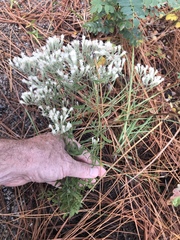 Eupatorium glaucescens