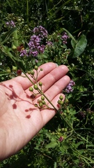 Scrophularia scopolii