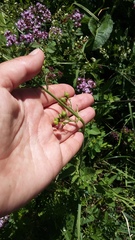 Scrophularia scopolii
