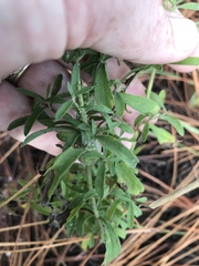 Eupatorium glaucescens