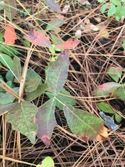Toxicodendron pubescens