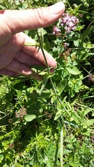 Scrophularia scopolii