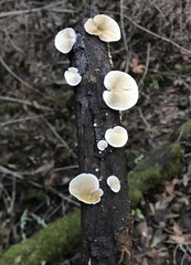 Clitopilus hobsonii