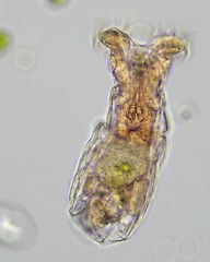 Philodina acuticornis odiosa