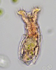 Philodina acuticornis odiosa