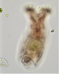 Philodina acuticornis odiosa