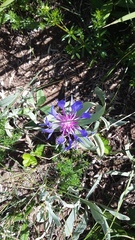 Centaurea fuscomarginata