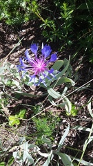 Centaurea fuscomarginata