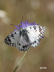Melanargia arge
