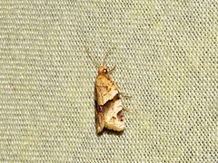 Clepsis prona
