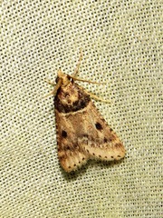 Loryma basalis
