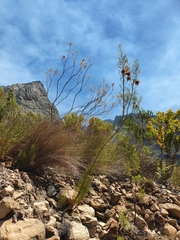 Serruria florida