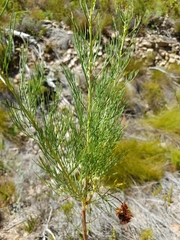 Serruria florida