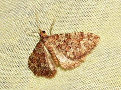 Perizoma petrogenes