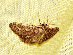 Perizoma petrogenes