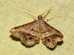 Chiasmia streniata streniata