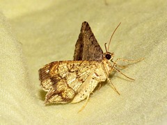 Chiasmia streniata streniata